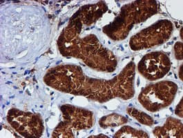 C1orf50 Antibody (clone OTI1C6)