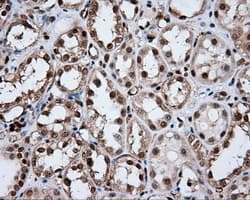 FAHD2A Antibody (clone OTI9B5, Carrier-free)