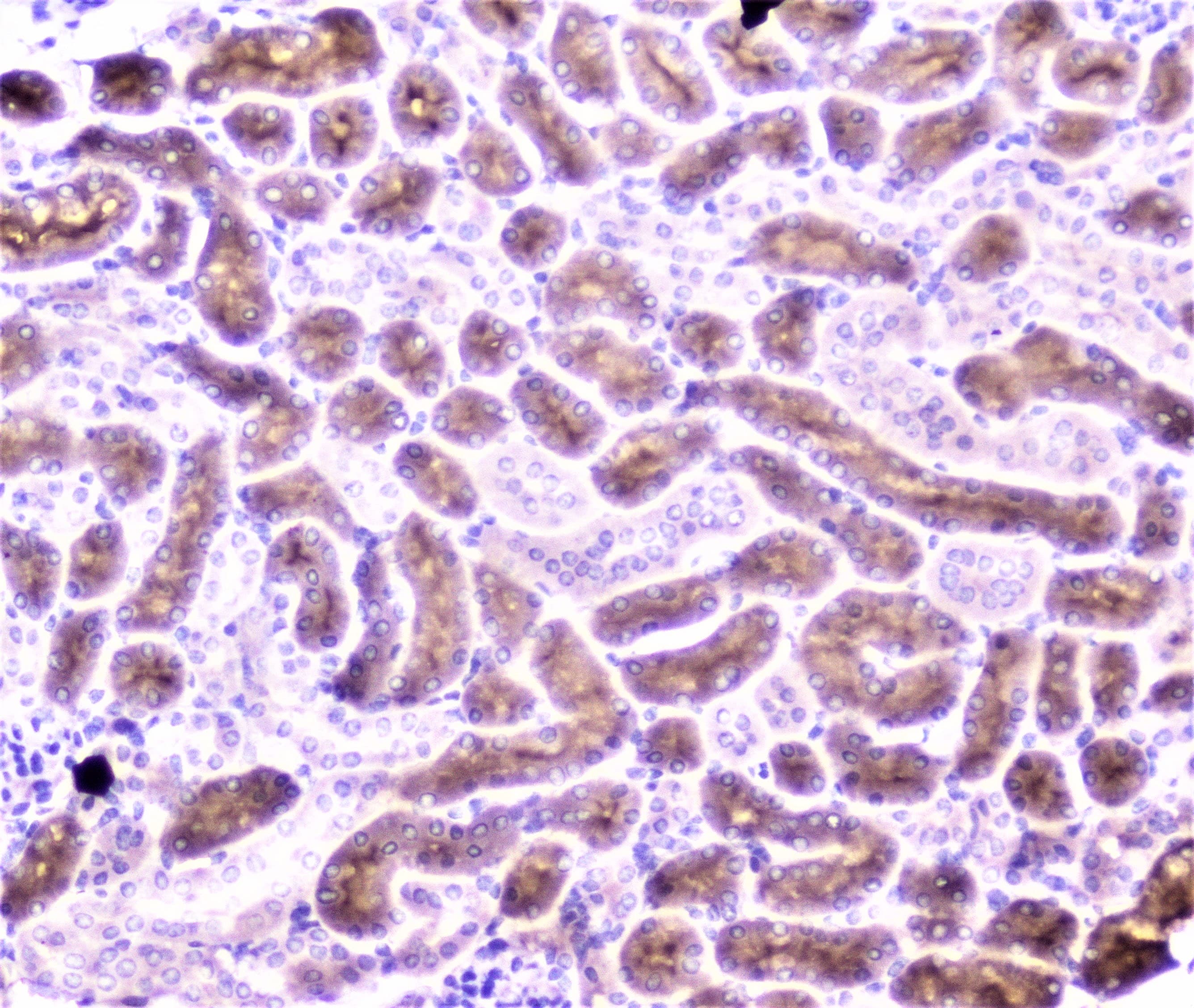 PON1 / ESA Antibody