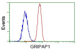 GRIPAP1 / GRASP1 Antibody (clone OTI1E3, Carrier-free)