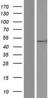 ORC4L / ORC4 Protein (Over-Expression Lysate Myc-DDK (Flag))