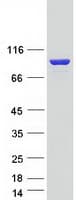 Human ELMO1 / ELMO 1 Protein (Recombinant Myc-DDK (Flag))