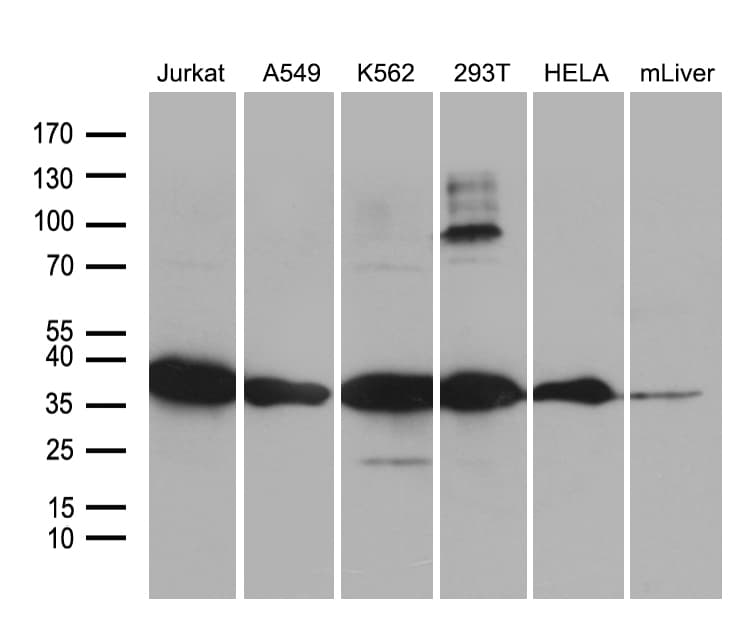 PDCL3 Antibody (clone OTI10A6)