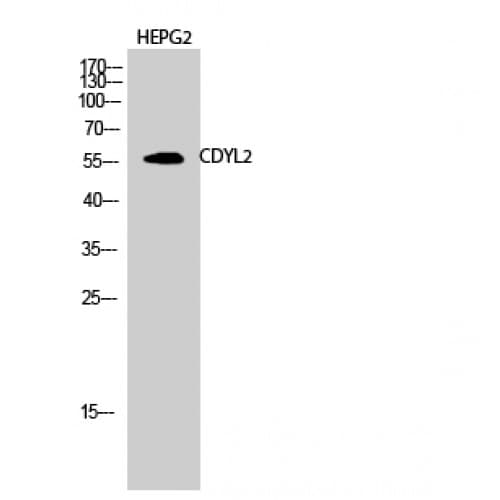 Polyclonal Rabbit anti-Human CDYL2 Antibody (1-80 aa, N-terminal, IHC, WB)