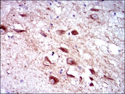 Monoclonal Mouse anti-Human CYP3A4 / Cytochrome P450 3A4 Antibody (clone 3H8, IHC, IF, WB)
