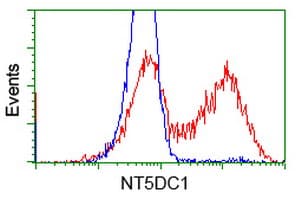NT5DC1 Antibody (clone OTI2B12)