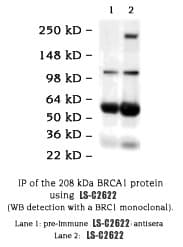 FXR2 Antibody (C-Terminus, clone 1G2, DY488)