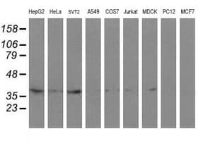 RFC2 / RFC40 Antibody (aa1-234, clone OTI4E1)