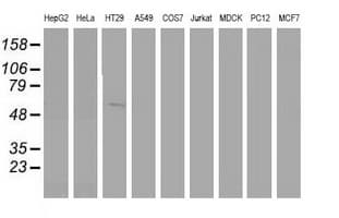 SNX8 Antibody (clone OTI4C10, Carrier-free)