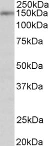 Polyclonal Goat anti-Human SYNGAP Antibody (aa60-72, WB)