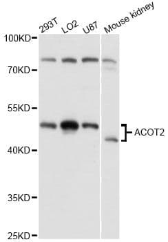 ACOT2 Antibody