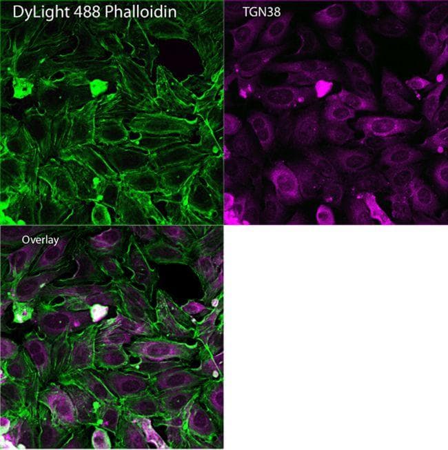 Goat Anti-Mouse IgG Secondary Antibody (DY680)