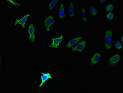 PPAP2C Antibody (aa109-162)