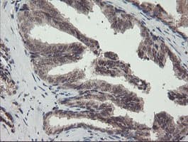 GCP60 / ACBD3 Antibody (clone OTI3A1)