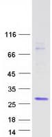 Human BHLHB40 / HES2 Protein (Recombinant Myc-DDK (Flag))