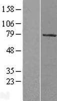 MYST2 / HBO1 Protein (Over-Expression Lysate Myc-DDK (Flag))