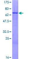 Human ZNF684 Protein (Recombinant GST)