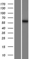 MSTO1 / MST Protein (Over-Expression Lysate Myc-DDK (Flag))
