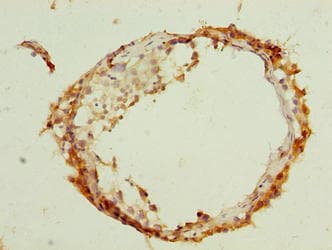 ARMCX2 Antibody