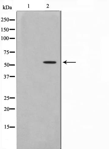 TFDP1 Antibody
