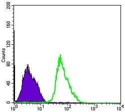 PRKAA1 / AMPK Alpha 1 Antibody (clone 2B7)