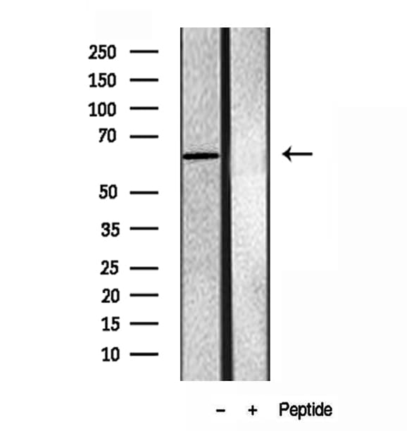 ERG1 / SQLE Antibody