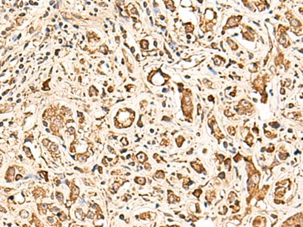 SOX3 Antibody