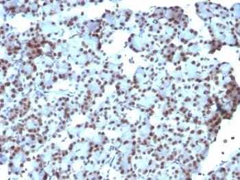 SUMO1 / SMT3 Antibody (clone SUMO1/1188, Ready-to-Use)