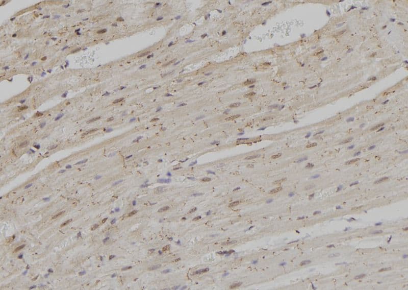 RPS3A / Ribosomal Protein S3A Antibody