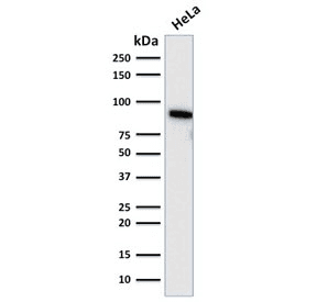 TLE1 / TLE 1 Antibody (clone TLE1/2085, Azide-free, BSA-free)