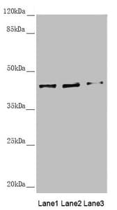 SCRN2 / Ses2 Antibody