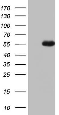 NUDT12 Antibody (aa1-251, clone OTI3E7)
