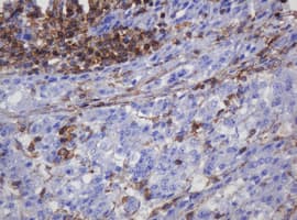 FNDC4 Antibody (clone OTI1B7)