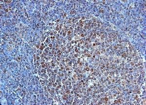 Polyclonal Goat anti-Human TLR4 Antibody (aa161-192, IHC, WB)