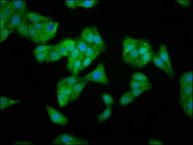 TFB1M Antibody