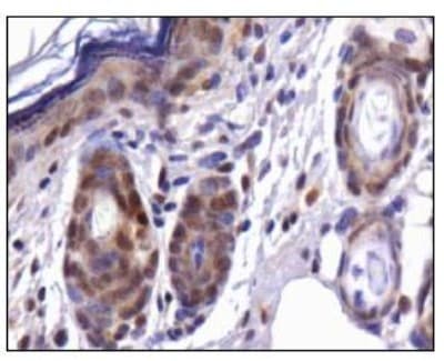 CDX1 Antibody (aa30-150, DY488)