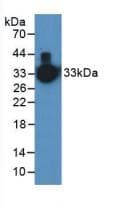 KLK1 / Kallikrein 1 Antibody (aa25-261)