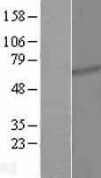 TTC26 Protein (Over-Expression Lysate Myc-DDK (Flag))