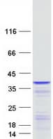 Human LENG1 Protein (Recombinant Myc-DDK (Flag))