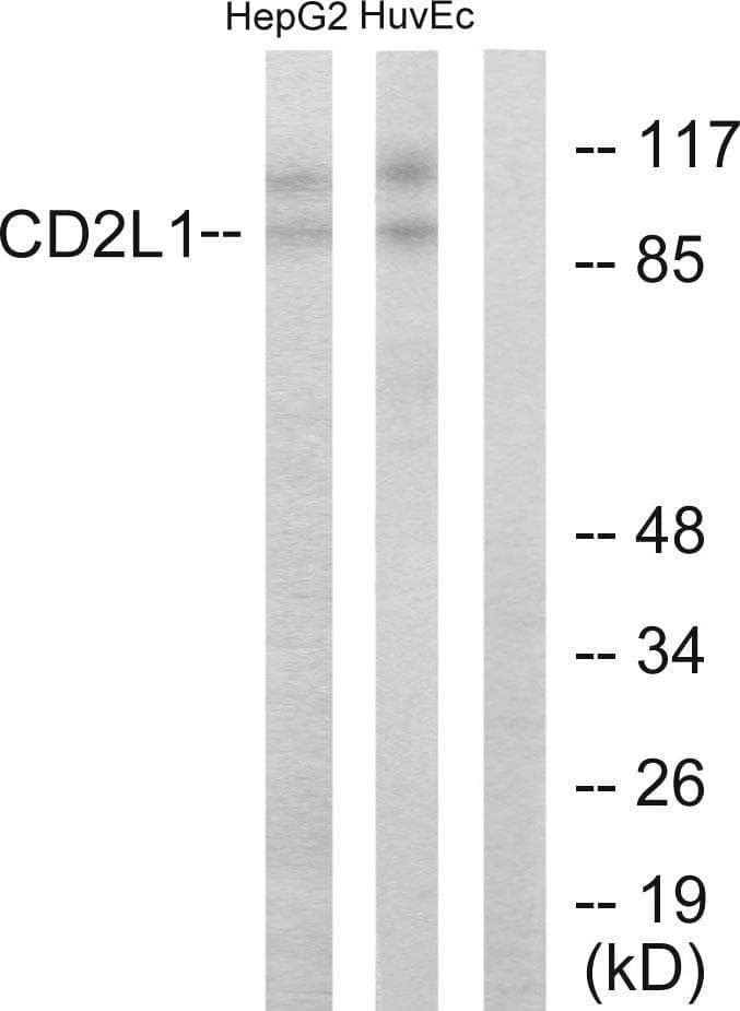 Polyclonal Rabbit anti-Human CDK11B / CDC2L1 Antibody (WB)