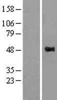 WWOX Protein (Over-Expression Lysate Myc-DDK (Flag))