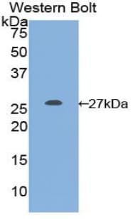 GSTM1 Antibody (aa1-220)