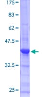 Human PPIL1 Protein (Recombinant GST)