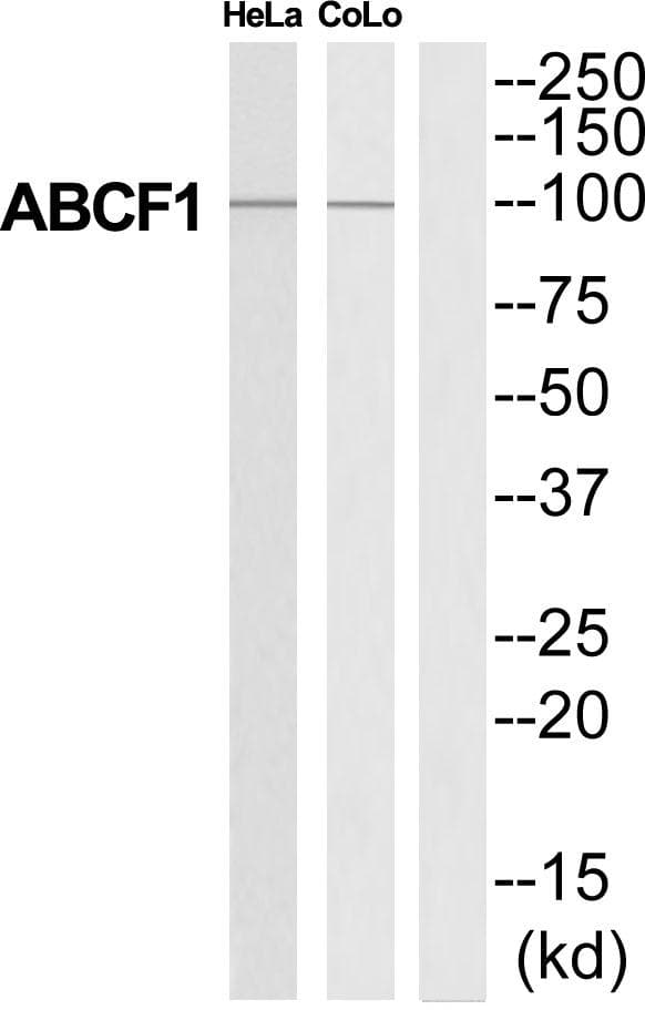 Polyclonal Rabbit anti-Human ABCF1 Antibody (WB)