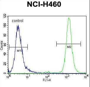 RASSF8 Antibody (aa96-124)