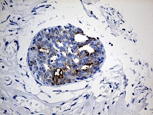 TFF1 / pS2 Antibody (aa25-84, clone OTI5H5)