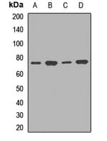 TCF12 / HEB Antibody