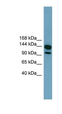 LRRC66 Antibody (aa575-624)