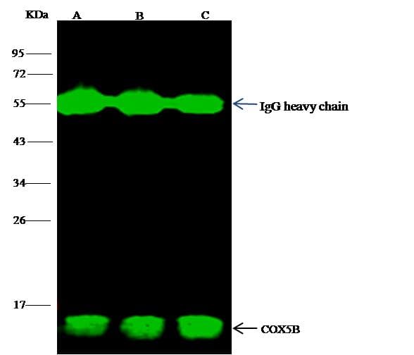 Monoclonal Rabbit anti-Human COX5B Antibody (clone 020, Preservative Free, WB)