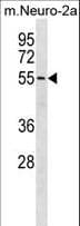 BRD9 Antibody (aa3-29)